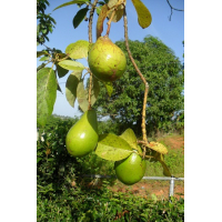 Huile d'avocat (Lavida Care) ♥ - 100 ml 